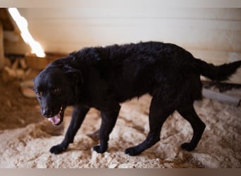 Bruce ❤️ Sanftmütig, loyal, verschmust!