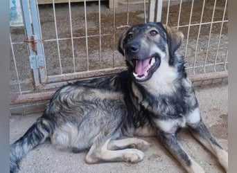 Mili-HSH-Rüde: braucht Liebe & Vertrauen