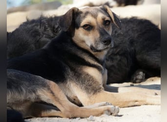 Lana ❤️ tolle umgängliche, junge Hündin