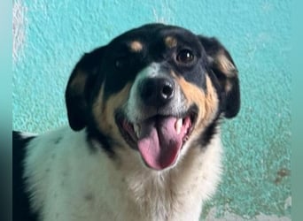 Milly ❤️ liebe, sanfte Hündin sucht dich!