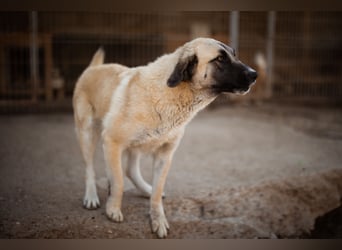 Sofia ♥️ liebe und aktive HSH-Mix-Junghündin