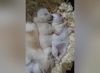 Klein ♥Luan♥ fröhlicher, neugieriger Welpenbub