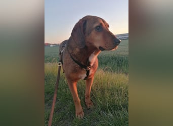 Reina in 01640 Coswig