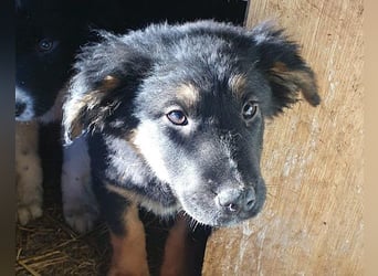 Kleine, schüchterne Vaiana = sucht Liebe und Treue