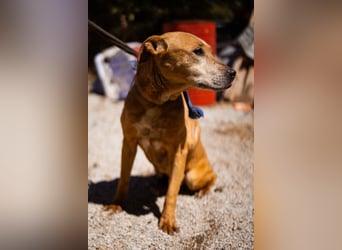 OldGirl ♥ Bally ♥ wünscht sich Herzenswärme & Treue zu erfahren ♥