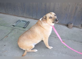 ♥Micka♥ liebt Menschen, Hunde & Katzen