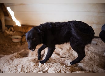 Bruce ❤️ Sanftmütig, loyal, verschmust!
