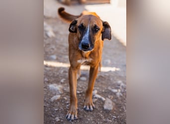 Sanfter Rüde ♥Amigo♥ erwartet dich bereits in 74749 Rosenberg