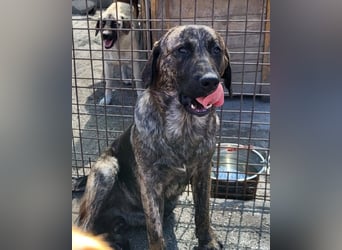 Ludwig ❤️ unser lieber, verschmuster Jungrüde!