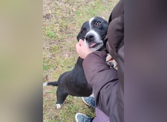 Betty ❤️ verschmuste & anhängliche Hundedame