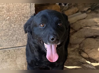 Bruce ❤️ Sanftmütig, loyal, verschmust!