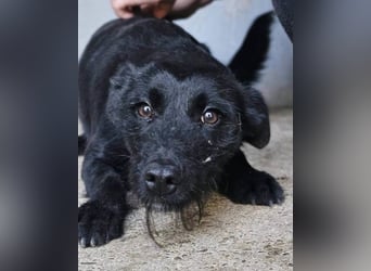 Traumhündin Ebony ❤️ verträglich, lieb, offen!