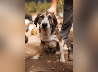 Prachtbursche ♥ Pero ♥ toller Familienhund; lieb, sozial, klug, auch verkuschelt