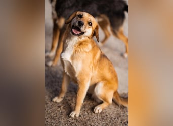 Linda & Luna -  dein Duo-Dreamteam auf 4 Pfoten