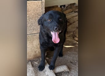 Bruce ❤️ Sanftmütig, loyal, verschmust!