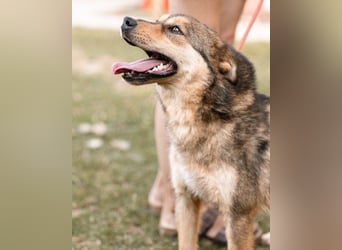 freundliche, liebevolle Mix-Hundedame Lizzy