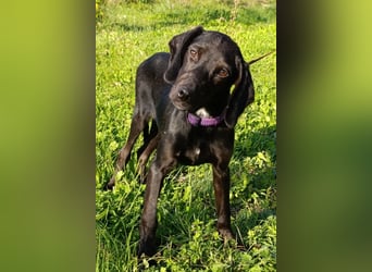 Luna ❤️ fröhliches, aktives Hundemädchen