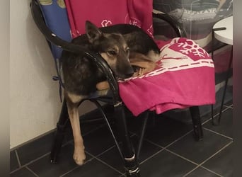 Fibi - eine sanfte Fellnase mit Charakter