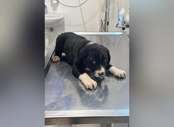 Welpe LENNI❤️kleiner Entdecker sucht sein großes Glück!