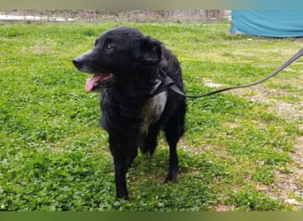 Nox ❤️ liebevoller Kämpfer auf 3-Beinen