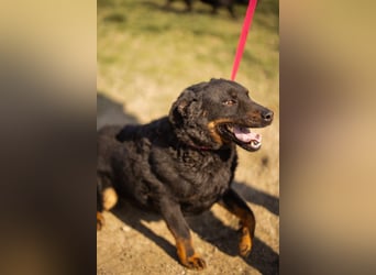 Aktiver Ares sucht seine aktiven Menschen