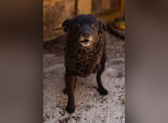 Nox ❤️ liebevoller Kämpfer auf 3-Beinen