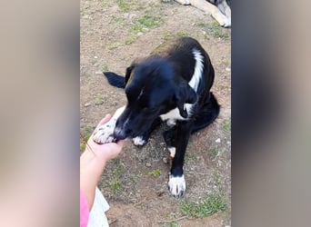 Liebster ♥ Yuri ♥ ein liebenswerter sozialer toller Rüde und Fellkumpel