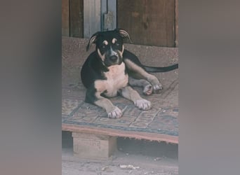 Welpenmädchen Lykka ❤️ fröhlich, verspielt, neugierig!