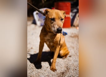 OldGirl ♥ Bally ♥ wünscht sich Herzenswärme & Treue zu erfahren ♥