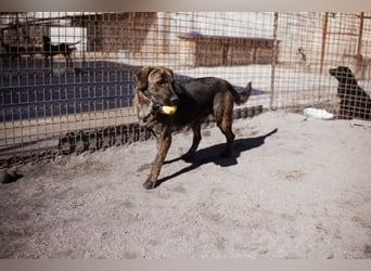 Ludwig ❤️ unser lieber, verschmuster Jungrüde!