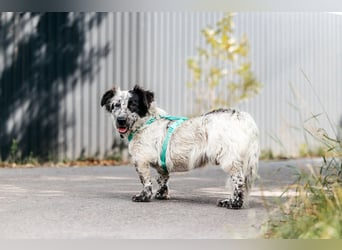 Besonderer Fendi sucht seine Familie