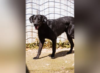 PRINCE❤️sanfter, sozialer Hundebub wartet auf seine Chance