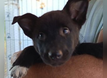 Zuckerschnute YVETTE❤️fröhliches, verkuscheltes Welpenmädchen sucht ihr Für-Immer-Körbchen