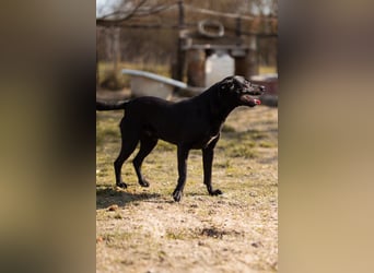 Coolio - wunderbar fröhlicher aktiver Bub