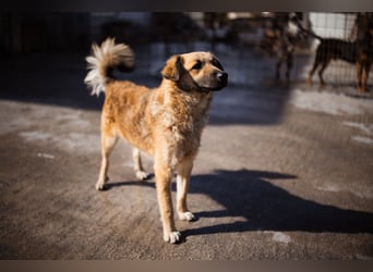 Ben ❤️ schmusiger, schüchterner Hundebub