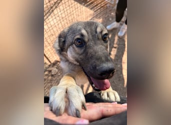 COCO❤️verspielt, sanft und voller Vertrauen: ein Herz für Groß und Klein!