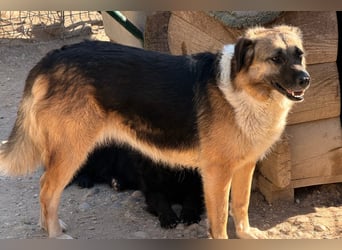 KORA❤️sanfte Seele sucht sehnsüchtig ein liebevolles Zuhause & Geborgenheit