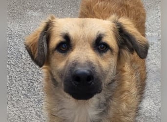 Ben ❤️ schmusiger, schüchterner Hundebub