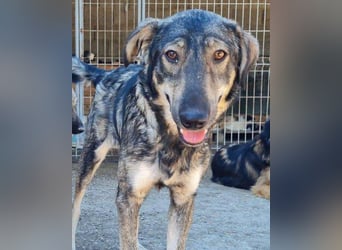 Mili-HSH-Rüde: braucht Liebe & Vertrauen