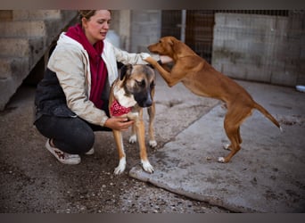 Liebste Lisa - die pure Lebensfreude auf 4 Pfoten