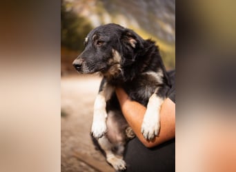 Treuer ♥ Oli ♥ kluger, sozialer, verschmuster Jungrüde