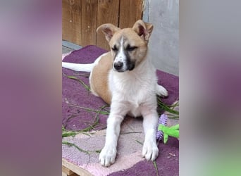 Ella ❤️ super liebes, junges Hundemädchen