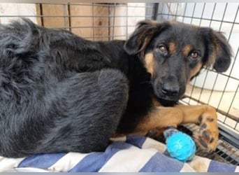 Kleine, schüchterne Vaiana = sucht Liebe und Treue