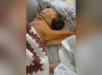 Welpenbub ♥Mika♥ katzenfreundlicher rundum toller Schatz