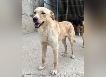 Bob wartet sehnsüchtig auf deine Anfrage