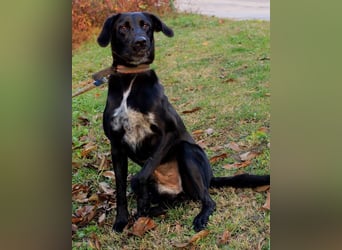 Xena - lebensfrohe, aktive, liebe Hündin