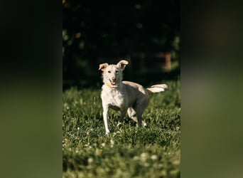 Ruhige Astrid sucht ihre Menschen
