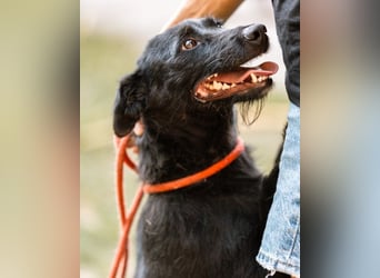 Traumhündin Ebony ❤️ verträglich, lieb, offen!