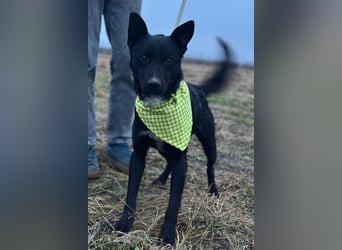 Sokol ❤️ verschmuster, verspielter Schatz