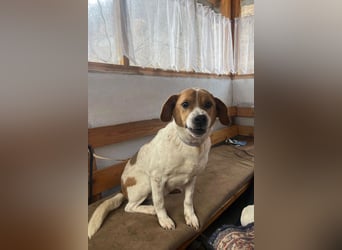 Sony ❤️ Familienhund mit großem Herzen
